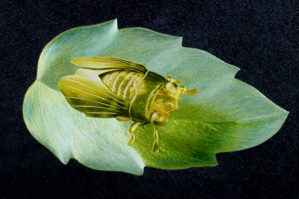 《金蝉玉叶》心3040框5872精品刺绣作品   2-4丝绣制  徐祥云女士绣制